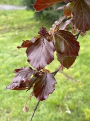 Fagus sylvatica