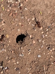 Pogonomyrmex