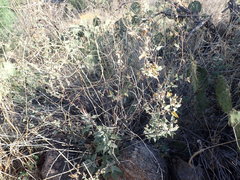 Ambrosia ambrosioides