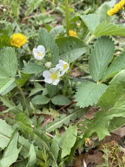 Fragaria virginiana