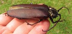 Macrotoma natala