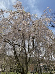 Prunus pendula