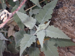 Ambrosia ambrosioides