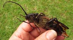 Macrotoma natala
