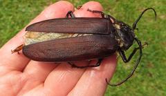 Macrotoma natala