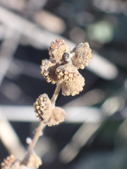 Ambrosia ambrosioides