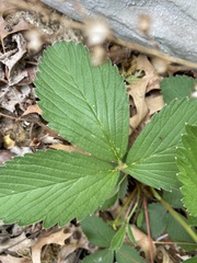 Fragaria virginiana