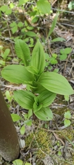 Epipactis