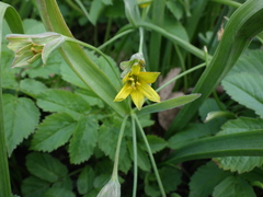 Gagea lutea