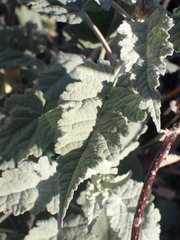 Ambrosia ambrosioides