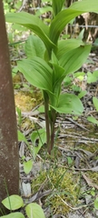 Epipactis