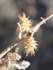 Ambrosia ambrosioides