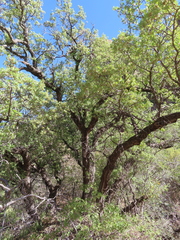 Quercus oblongifolia