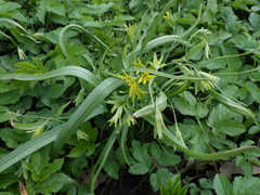Gagea lutea
