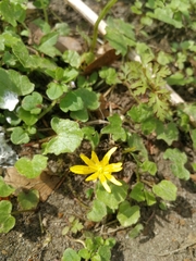Ficaria verna