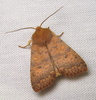 Bicolored Sallow - Photo (c) Anita363, some rights reserved (CC BY-NC)