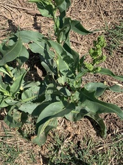 Rumex