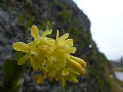 Epidendrum zipaquiranum