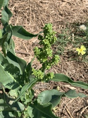 Rumex