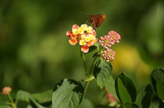 Miltomiges cinnamomea