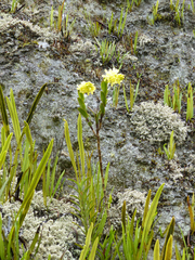 Epidendrum zipaquiranum