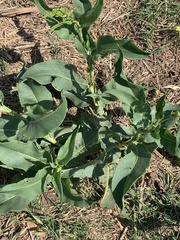 Rumex