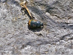 Sphaeridium scarabaeoides