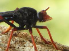 Proagonistes