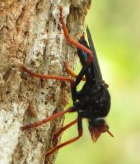 Proagonistes