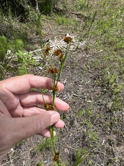 Rhynchospora fascicularis