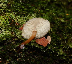 Collybia eucalyptorum