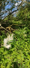 Salix