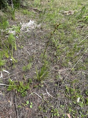 Rhynchospora fascicularis