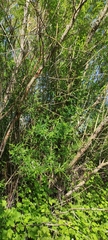 Salix