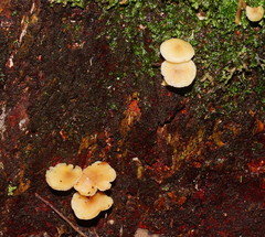 Collybia eucalyptorum