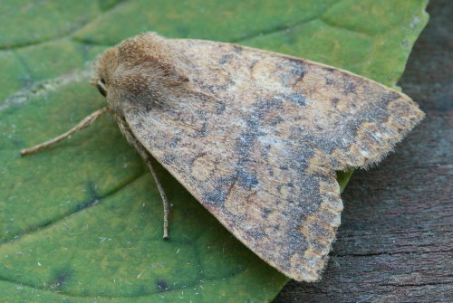 Bicolored Sallow
