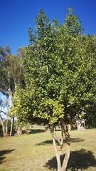 Elaeodendron croceum