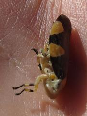 Ptyelus grossus