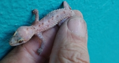 Hemidactylus turcicus