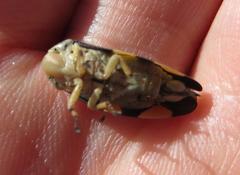 Ptyelus grossus