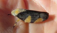 Ptyelus grossus