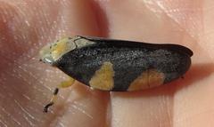 Ptyelus grossus