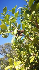 Elaeodendron croceum