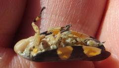 Ptyelus grossus