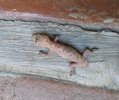 Hemidactylus turcicus