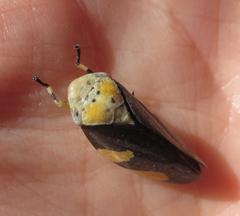 Ptyelus grossus