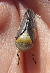 Ptyelus grossus