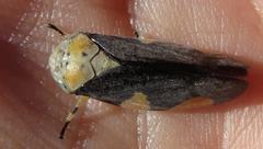Ptyelus grossus