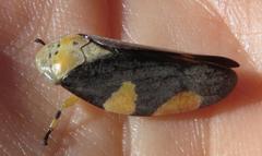 Ptyelus grossus