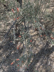 Cylindropuntia leptocaulis